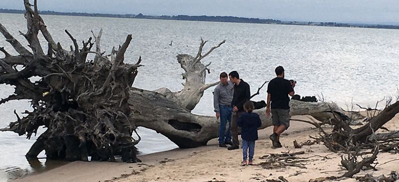 A fallen tree and debris on a shore