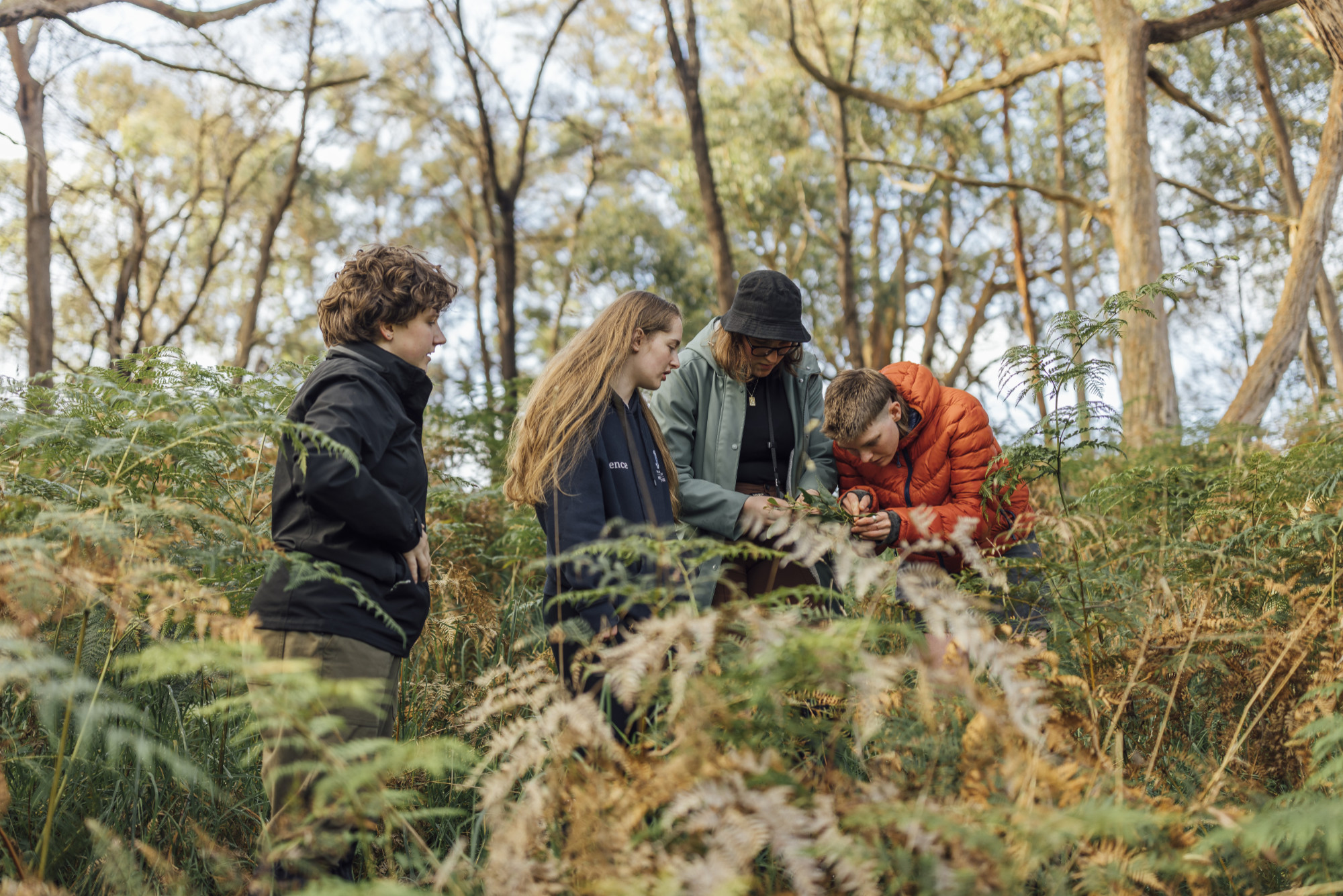Four people in the bush look down at leaves