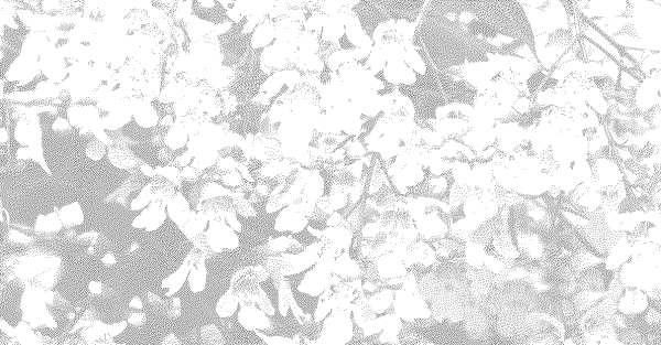Black and white image of a tree's leaves