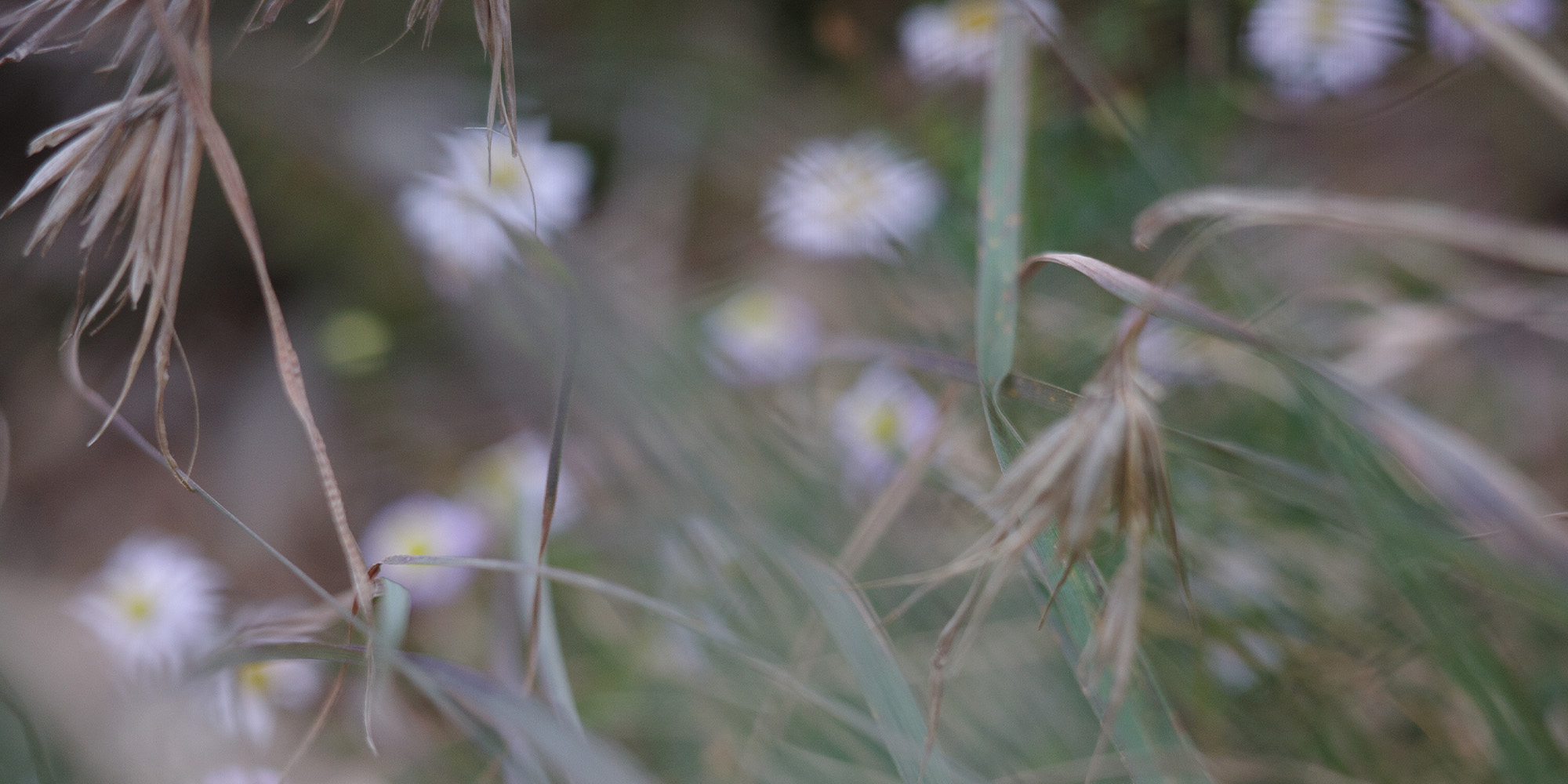 artistic images of small white flowers in tall grass