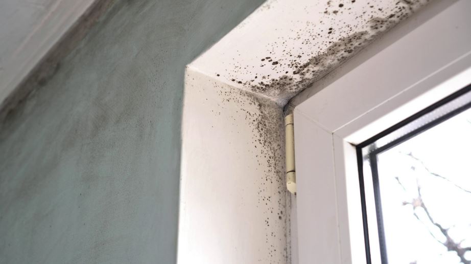 Mould exposure in Australian homes: from remediation to prevention