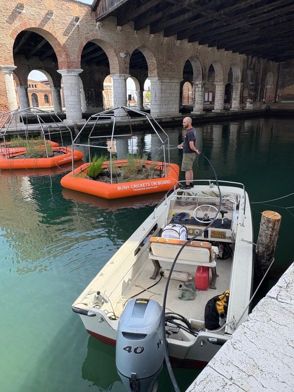 floating cricket habitats on the Venice lagoon