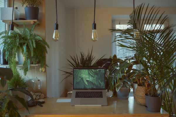 Laptop surrounded by flourishing houseplants
