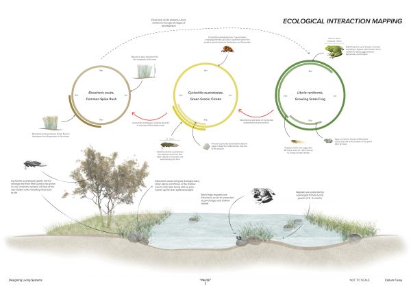 Furey_Callum_Ecological Interactions Diagram_5.jpg