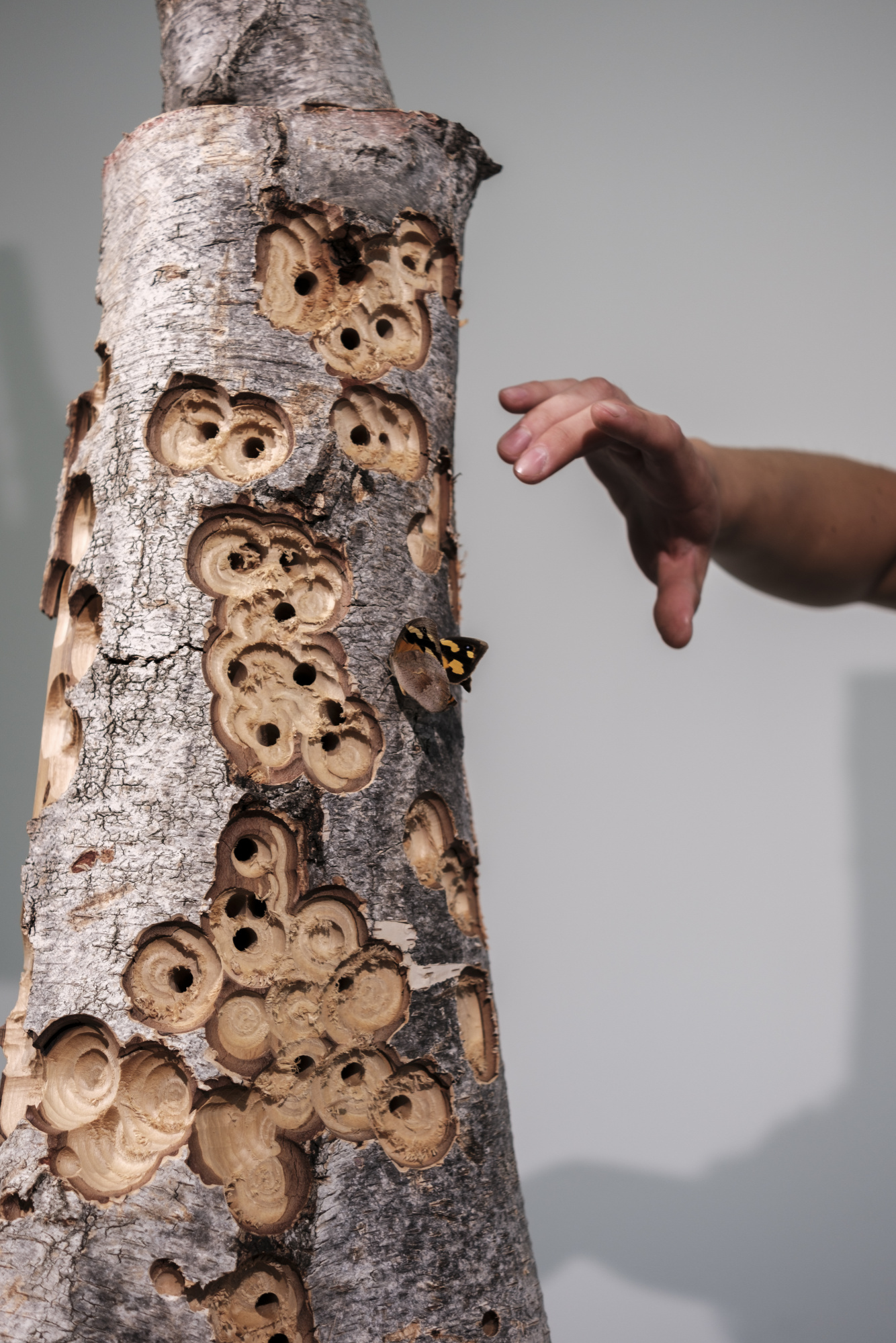 A log with perforations, a hand hovers over a butterfly